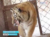 Спасать амурского тигра Жорика будут хабаровские врачи (видео)