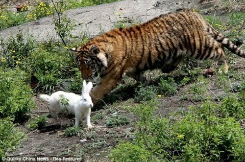 В Китайском зоопарке к тиграм запустили кроликов и уток