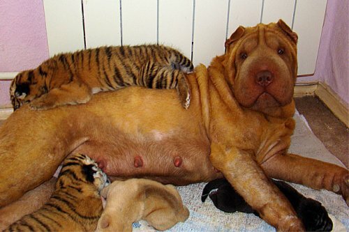 В Сочи собака усыновила тигрят, брошенных мамой в зоопарке (фото)