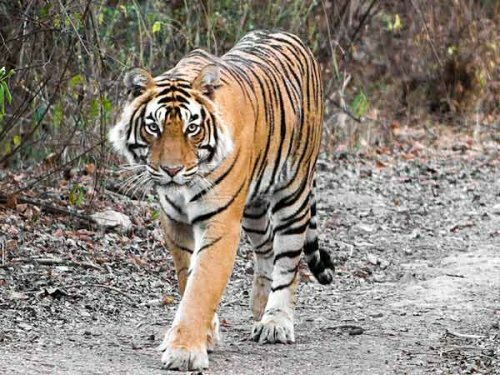 Браконьеры продолжают убивать индийских тигров