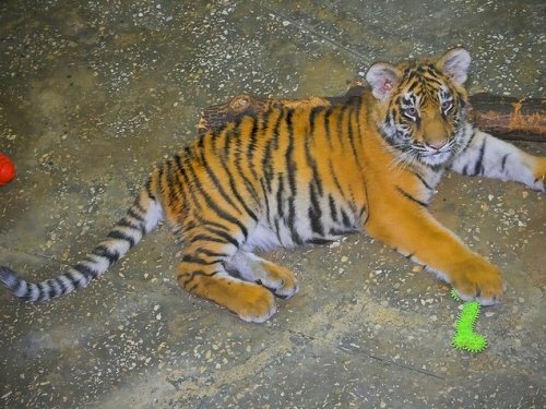 Киевский зоопарк отпраздновал День рождения тигрят-двойняшек
