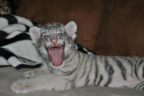 Белые тигрята из Южной Дакоты