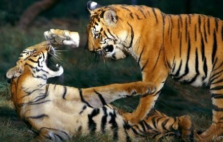 Верховный суд Индии разрешил туристам посещать зоны обитания тигров