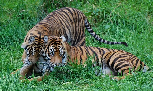 Суматранские тигры из Такомы