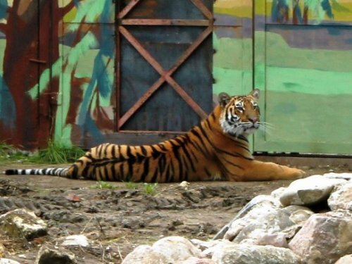 Более 1000 ярославцев пришли посмотреть на амурского тигра