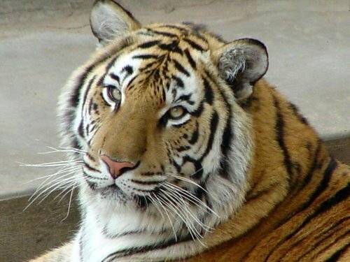 В зоопарке столицы Алтайского края поселится амурский тигр