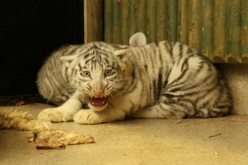 В чешском зоопарке ветеринары осмотрели белых тигрят