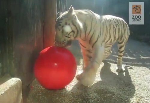 Белый тигр играет с мячом