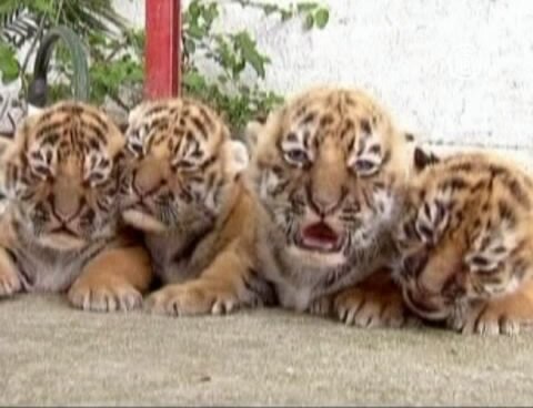 Четверо бенгальских тигрят из Мексики