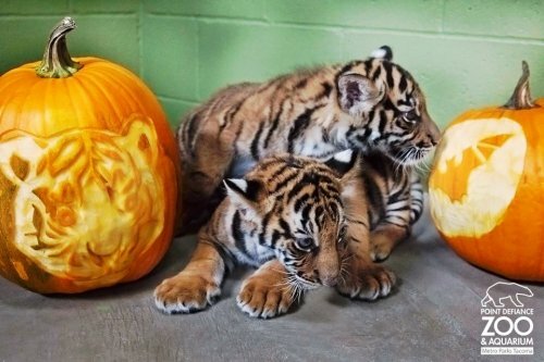 Тигриный Хэллоуин