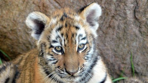 Два амурских тигра стали новыми постояльцами сафари-парка в Приморье