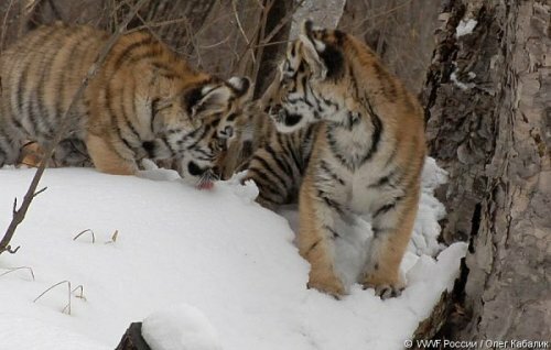 Зима в Приморье: три тигренка остались без матери
