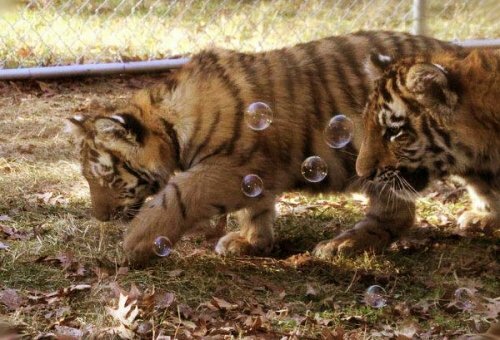Новая забава для амурских тигрят