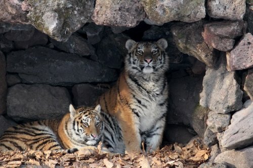 Тигрята Амурочка и Тайга появились в Приморском Парке тигров