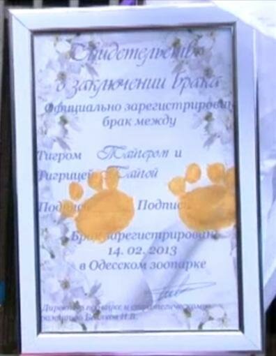 В Одессе сыграли первую в Украине тигриную свадьбу