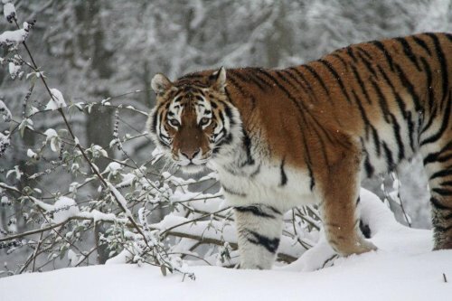 Тигры в снежный день