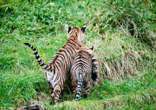 Смотрите, как тигрята Бирани и Думаи играют в зарослях бамбука! 