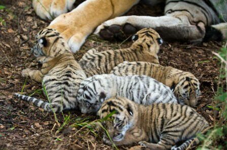 Рассказ о том, как тигрица Джули родила пятерых тигрят