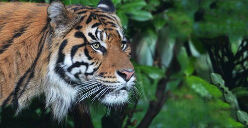 Лондонский зоопарк стал домом для суматранских тигров