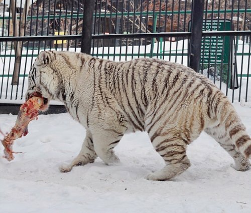 Гимнастика для белого тигра