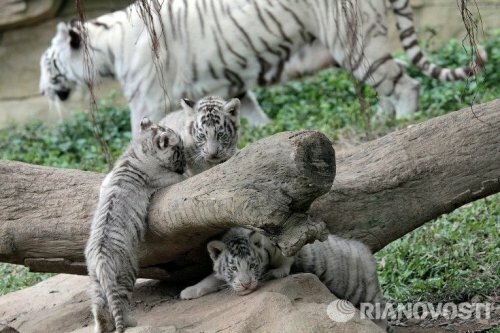 Тигры и тигрята южно-китайского сафари-парка