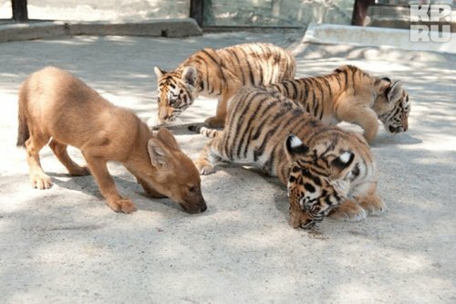 Красный волчонок подружился с тигрятами (фото)
