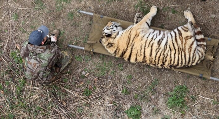 Золушка пополнила популяцию диких амурских тигров