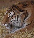 Тигрица из Ижевского зоопарка уехала к жениху в Великобританию