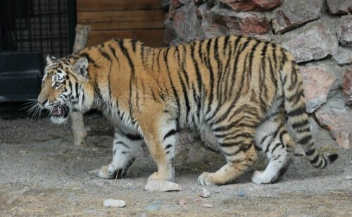 В "Роев ручей" привезли нового тигра (фото)
