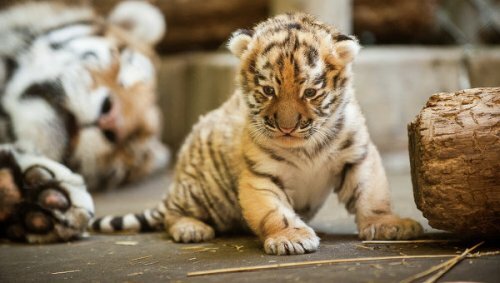 Зоопарк Питтсбурга представил амурского тигрёнка