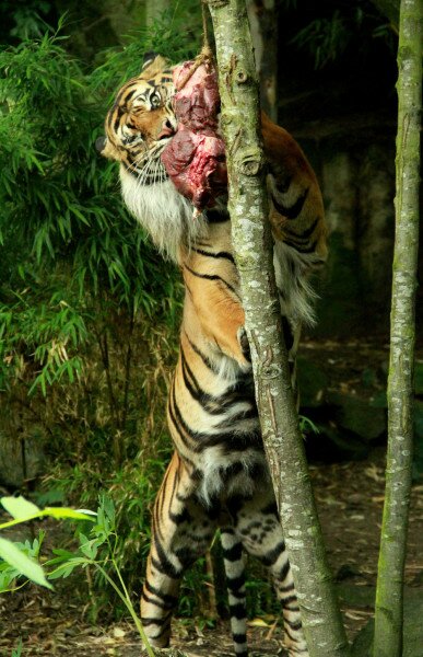 День рождения тигра в зоопарке Эдинбурга