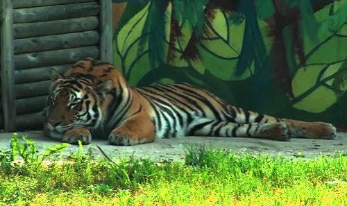 Ярославский зоопарк планирует попасть в программу "Амурский тигр" (видео)