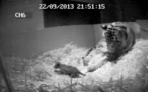 Лондонский зоопарк объявляет о рождении суматранского тигрёнка (фото)