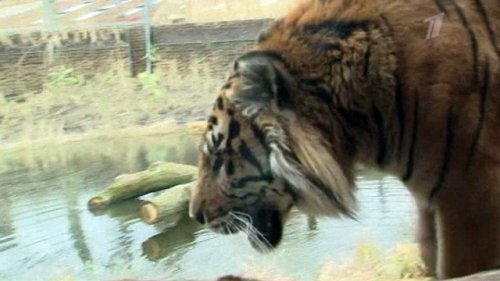 В лондонском зоопарке суматранский тигрёнок утонул в вольере
