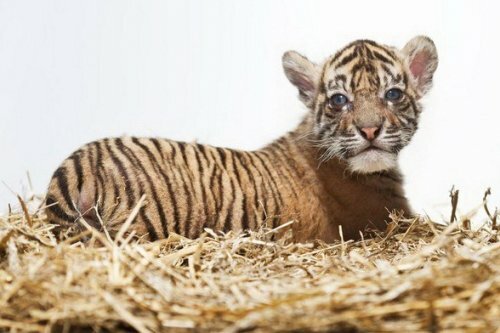 В зоопарке Праги родился суматранский тигрёнок