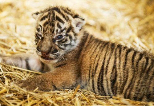 В зоопарке Праги родился суматранский тигрёнок