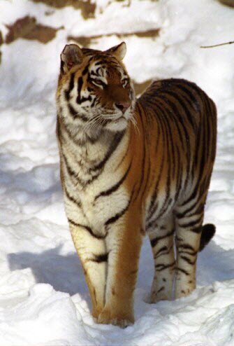 На Дальнем Востоке сосчитают амурских тигров (фото)