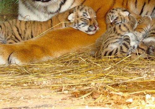 В Ессентуках родились уссурийские тигрята (фото)
