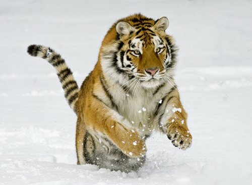 За информацию об убийстве тигра заплатят 300 тыс. рублей (видео)