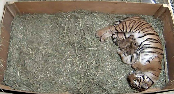 В Зоопарке Фресно Чаффи родились четыре тигренка