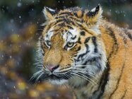 Число амурских тигров в Хабаровском крае выросло в три раза