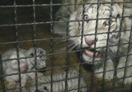В Ялтинском зоопарке на свет появились четыре белых тигренка