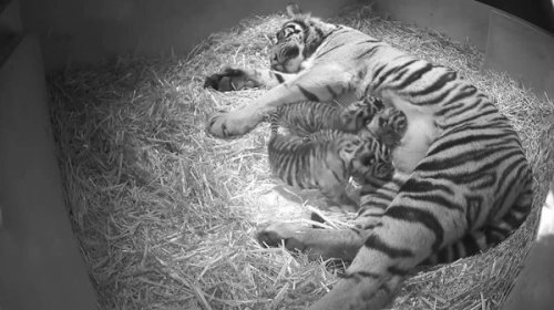 В Лондонском зоопарке родились три суматранских тигренка