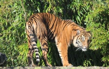 Суматранская тигрица Сеня прибыла в зоопарк Веллингтона