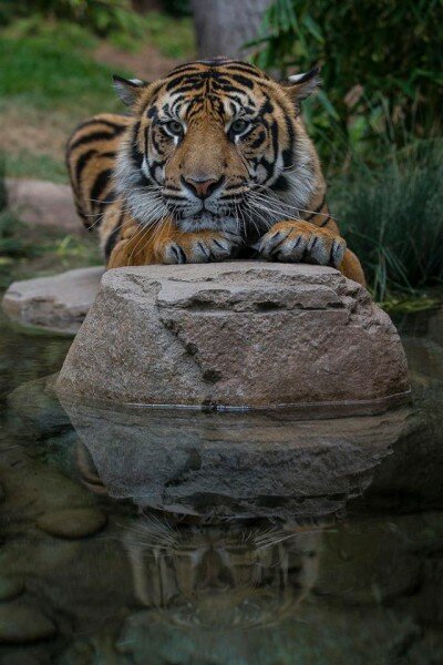 Тигры обживают новый дом в Зоологическом сафари-парке Сан-Диего