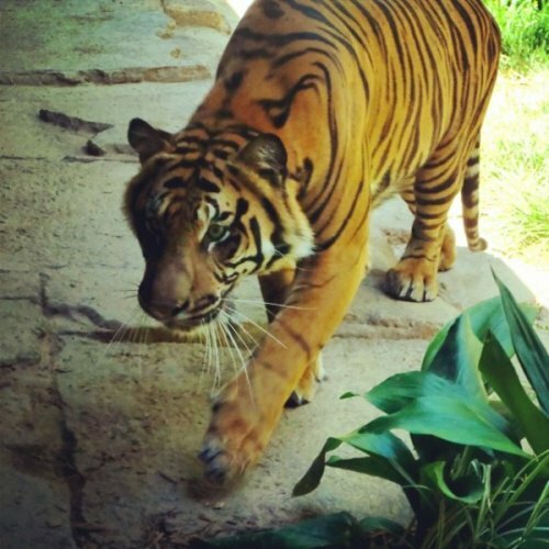 Тигры обживают новый дом в Зоологическом сафари-парке Сан-Диего