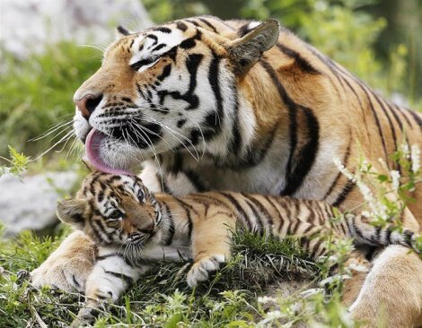 Малышам о тигрятах