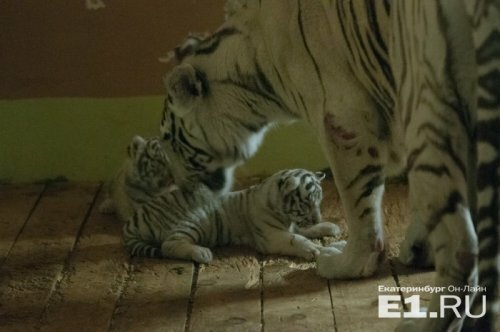 Второго белого тигрёнка из Екатеринбургского зоопарка увезли в Уфу
