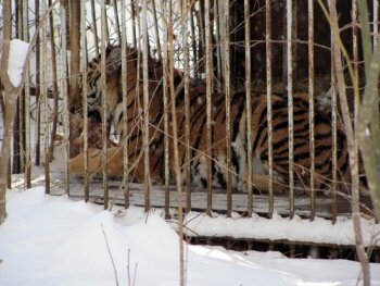 Двух тигров, пойманных в Хабаровском крае, могут отправить в зоопарк