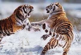 После расширения природоохранных территорий на Дальнем Востоке может стать больше тигров